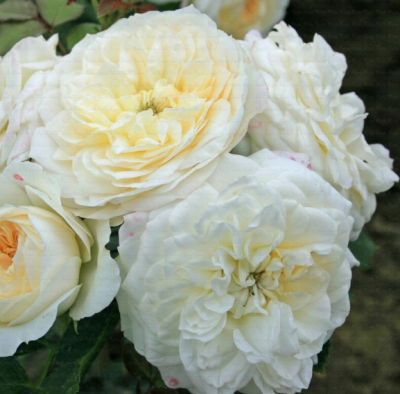 Роза Тантау парковая ФриденслихтП в интернет гипермаркете «Планета Лета». Фото