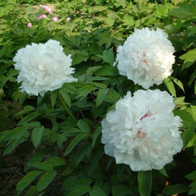 Пион древовидный Белая Башня/ЦКор в интернет гипермаркете «Планета Лета». Фото