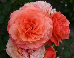 Роза флорибунда Бельведер в коробке Кут в интернет гипермаркете «Планета Лета». Фото