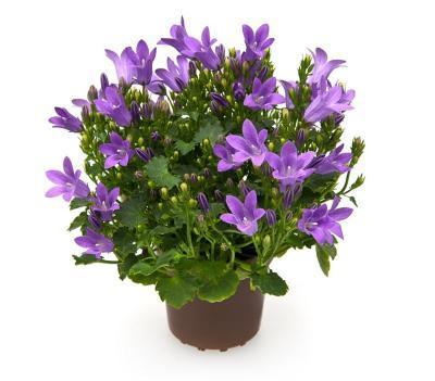 Кампанула Napoli, Гор11, Выс20 в интернет гипермаркете «Планета Лета». Фото