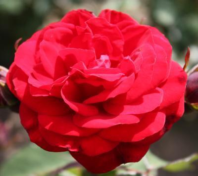 Роза флорибунда Европеана 7Ц в интернет гипермаркете «Планета Лета». Фото