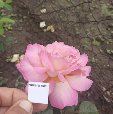 Роза чайно-гибридная Чикаго Пис ОКС в интернет гипермаркете «Планета Лета». Фото