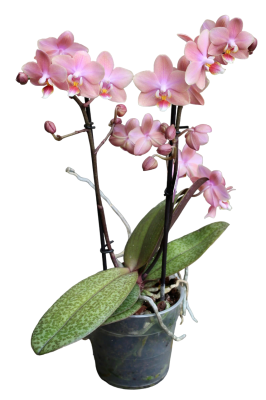 Фаленопсис Parfumed, Гор12, Выс45 в интернет гипермаркете «Планета Лета». Фото