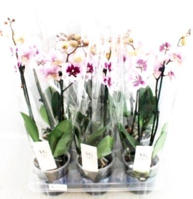 Фаленопсис 2 pp Aladdin, Гор12, Выс55 в интернет гипермаркете «Планета Лета». Фото