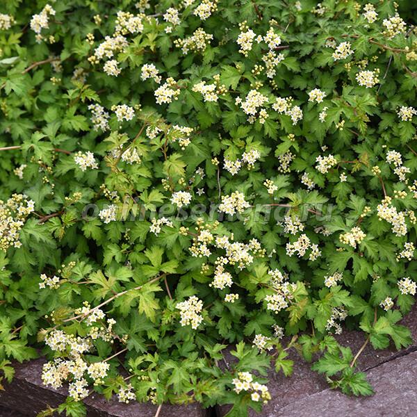 Стефанандра в коробке Кут в интернет гипермаркете «Планета Лета». Фото