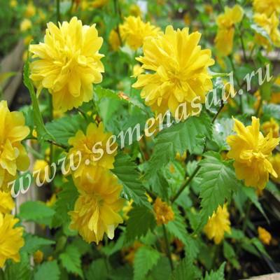 Керрия японская Пленифлора П в интернет гипермаркете «Планета Лета». Фото