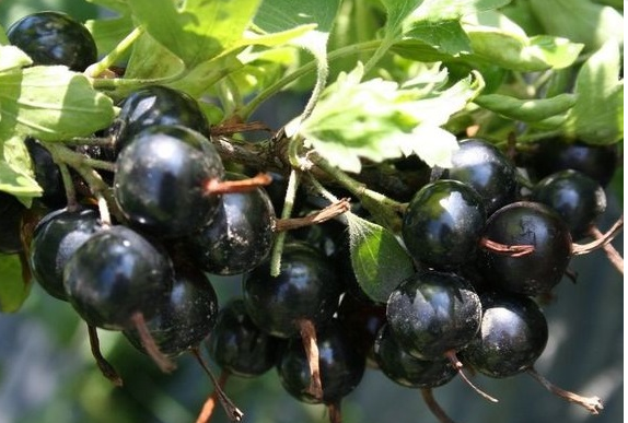 Смородина золотистая Ермак П в интернет гипермаркете «Планета Лета». Фото