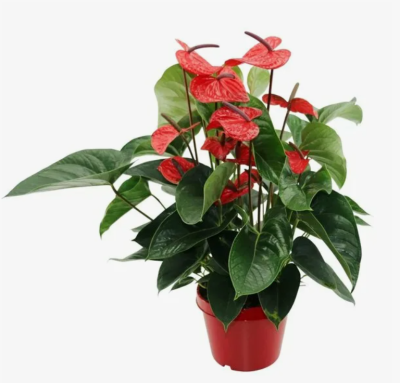 Антуриум Red Lipstick, Гор15, Выс55 К в интернет гипермаркете «Планета Лета». Фото