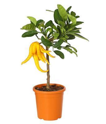 Цитрус Рука Будды, Гор19, Выс70 в интернет гипермаркете «Планета Лета». Фото