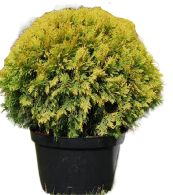 Туя запад.Sunkist, Гор17, Выс35 в интернет гипермаркете «Планета Лета». Фото