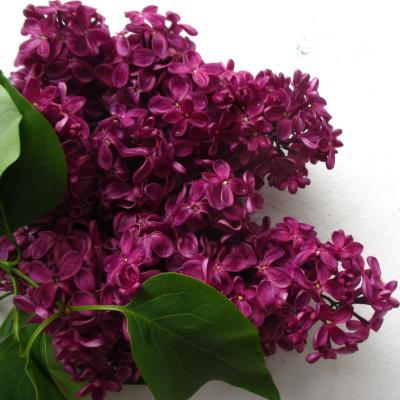 Сирень обыкновенная Адмирал Нахимов/ЦКор П в интернет гипермаркете «Планета Лета». Фото