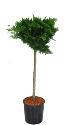 Можжевел.казац.Tamariscifolia штамб, Гор48, Выс120 И в интернет гипермаркете «Планета Лета». Фото