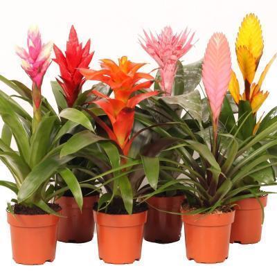 Бромелиевые Mix, Гор9, Выс20 в интернет гипермаркете «Планета Лета». Фото