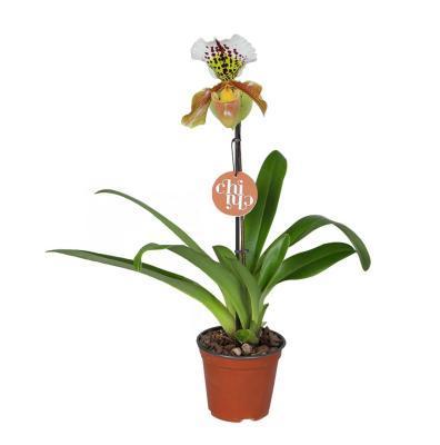 Орхидея Paphiopedilum, Гор12, Выс35 в интернет гипермаркете «Планета Лета». Фото