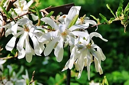 Магнолия Stellata штамб, Гор19, Выс85 в интернет гипермаркете «Планета Лета». Фото