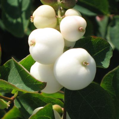 Снежноягодник белый Вайт Хедж С2 Н40 в интернет гипермаркете «Планета Лета». Фото