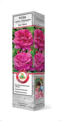 Роза чайно-гибридная Биг Пёпл/ЦКор П в интернет гипермаркете «Планета Лета». Фото