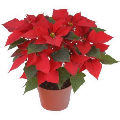 Пуансеттия TRIO, Midi Гор19 М в интернет гипермаркете «Планета Лета». Фото
