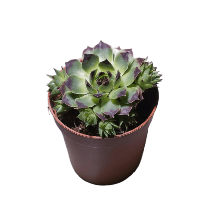 Молодило, Гор9, Выс22 в интернет гипермаркете «Планета Лета». Фото