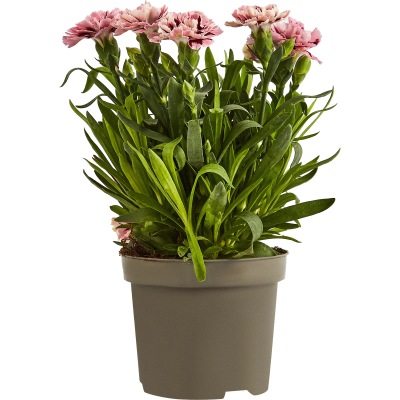 Гвоздика микс, Гор10, Выс15 в интернет гипермаркете «Планета Лета». Фото