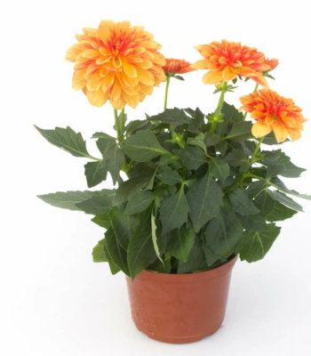 Георгина Gallery, Гор11 М в интернет гипермаркете «Планета Лета». Фото