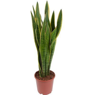 Сансевиерия Laurentii, Гор12, Выс40 в интернет гипермаркете «Планета Лета». Фото
