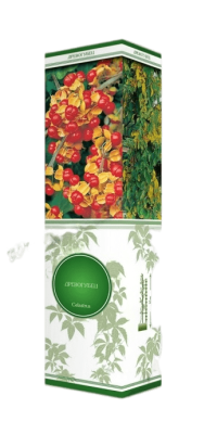 Древогубец круглолистный Диана (жен)/Цкор П в интернет гипермаркете «Планета Лета». Фото