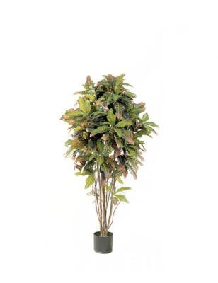 Кротон 125 см 10.37404N в интернет гипермаркете «Планета Лета». Фото