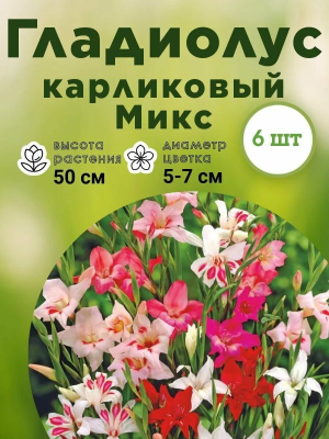Гладиолус карликовый Микс в интернет гипермаркете «Планета Лета». Фото