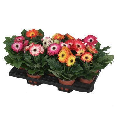 Гербера микс, Гор19, Выс65 в интернет гипермаркете «Планета Лета». Фото