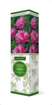 Рододендрон гибридный Гаага/ЦКор в интернет гипермаркете «Планета Лета». Фото