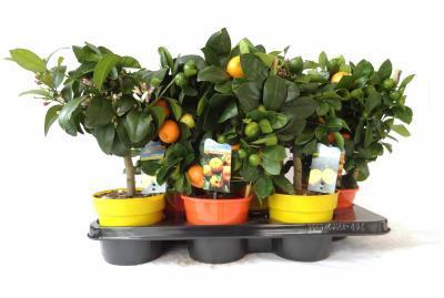 Цитрофортунелла Mix, Гор12, Выс40 в интернет гипермаркете «Планета Лета». Фото