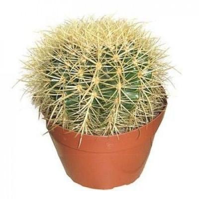 Эхинокактус Grusoni, Гор14, Выс25 в интернет гипермаркете «Планета Лета». Фото