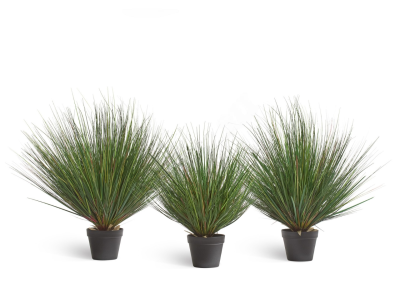 Трава Осока Горная куст в-65 см в интернет гипермаркете «Планета Лета». Фото