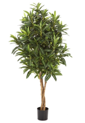 Кротон Голдфингер 105 см в интернет гипермаркете «Планета Лета». Фото