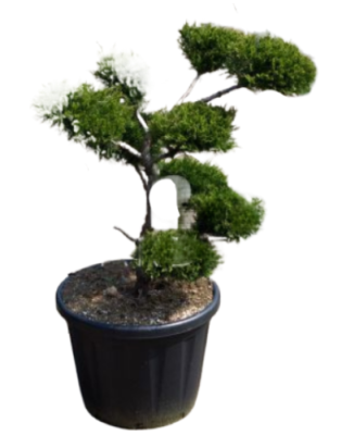 Бонсай Можжевельник средн.Mint Julep, Гор40, Выс100 И в интернет гипермаркете «Планета Лета». Фото