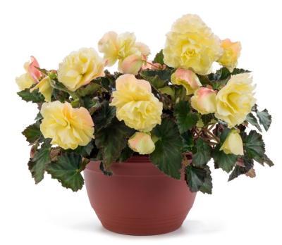 Бегония душистая Fragrant Falls, Гор14 М в интернет гипермаркете «Планета Лета». Фото