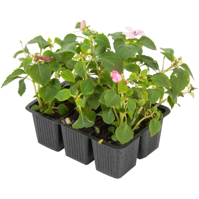 Бальзамин микс (1*6) клаета, Выс10 в интернет гипермаркете «Планета Лета». Фото