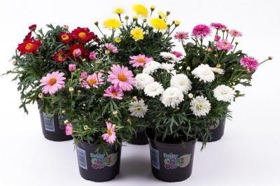 Аргирантемум микс, Гор10, Выс20 в интернет гипермаркете «Планета Лета». Фото