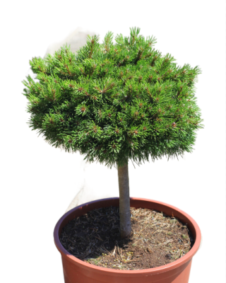 Сосна горная Benjamin штамб, Гор32, Выс40 И в интернет гипермаркете «Планета Лета». Фото