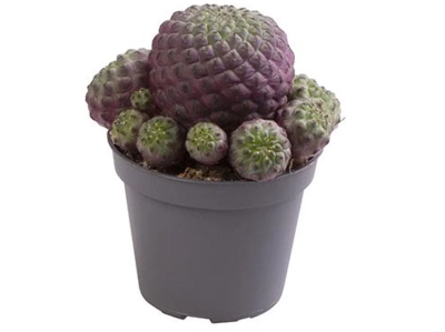 Кактус Sulcoreburia, Гор10, Выс10 в интернет гипермаркете «Планета Лета». Фото