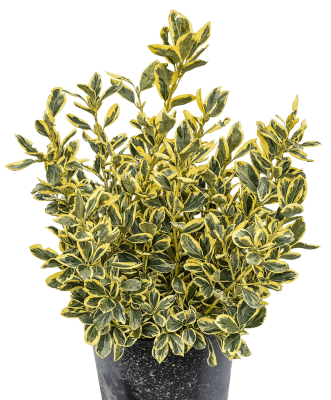 Бересклет Microphyllus шар, Гор28, Выс50 в интернет гипермаркете «Планета Лета». Фото