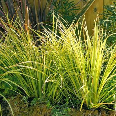 Акорус Aureovariega, Гор13, Выс30 в интернет гипермаркете «Планета Лета». Фото