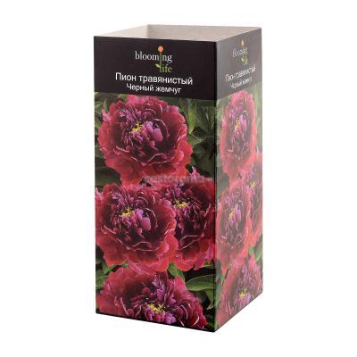 Пион травянистый Черный Жемчуг (в тубе) в интернет гипермаркете «Планета Лета». Фото