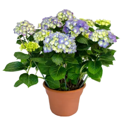 Гортензия крупноцв.Magical, Гор14, Выс40 в интернет гипермаркете «Планета Лета». Фото