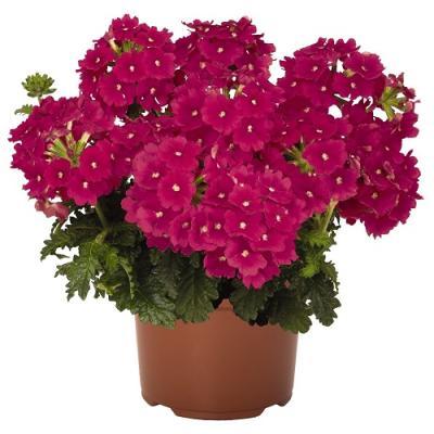 Вербена гибрид, Гор11 М в интернет гипермаркете «Планета Лета». Фото