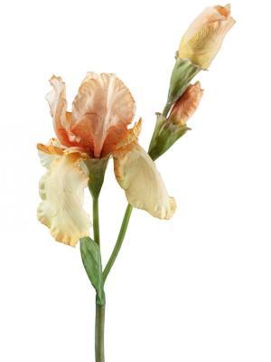 Ирис желто-персиковый 110 см 1цв 2бут 30.03150097PCH в интернет гипермаркете «Планета Лета». Фото