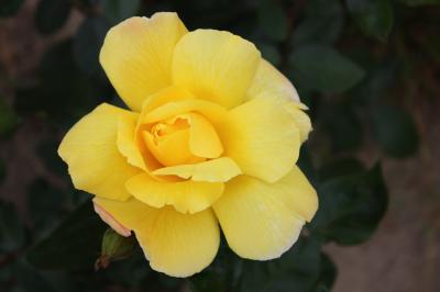 Роза плетистая Голден Шоуэрс 7Ц в интернет гипермаркете «Планета Лета». Фото