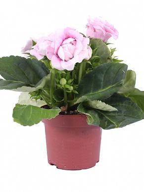 Глоксиния Mix, Гор12 М в интернет гипермаркете «Планета Лета». Фото