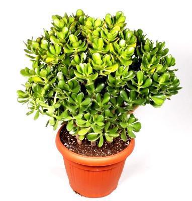 Крассула Ovata, Гор30, Выс75, I в интернет гипермаркете «Планета Лета». Фото